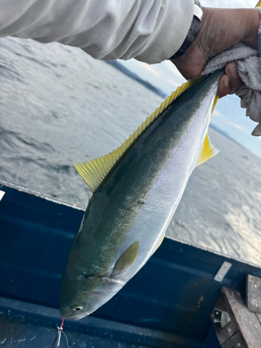 メジロの釣果