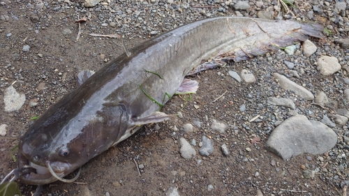 ナマズの釣果