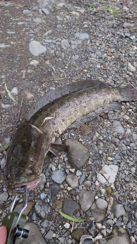 ライギョの釣果