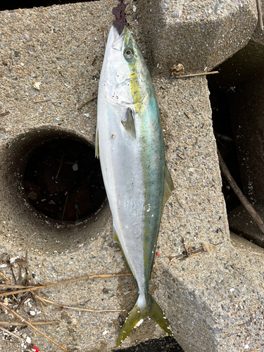 ブリの釣果