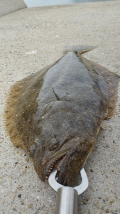 ヒラメの釣果