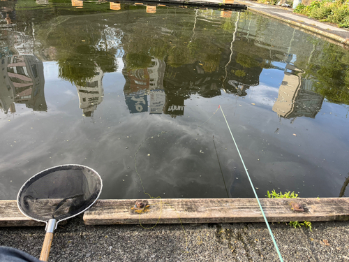 モツゴの釣果