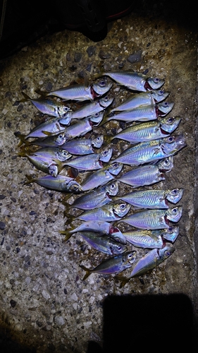 アジの釣果