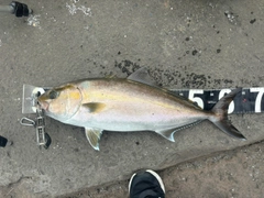 カンパチの釣果