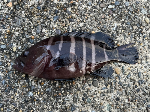 マハタモドキの釣果