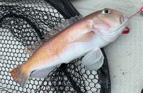 シロアマダイの釣果