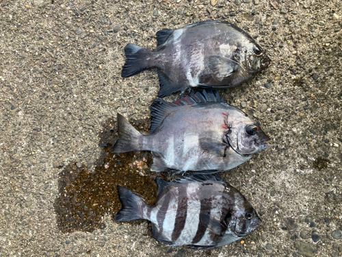 シマダイの釣果