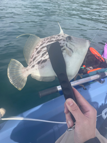 カワハギの釣果