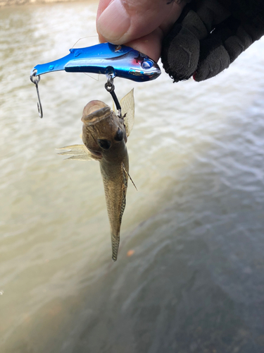 ハゼの釣果