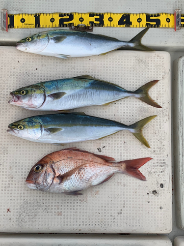 ハマチの釣果