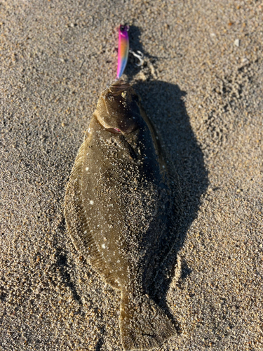 ヒラメの釣果