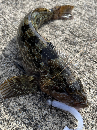 アイナメの釣果