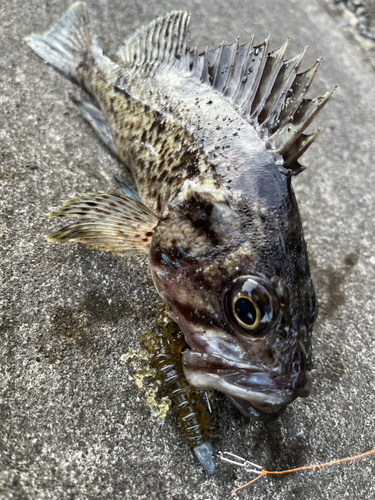 クロソイの釣果