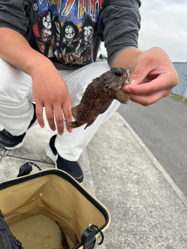 タケノコメバルの釣果