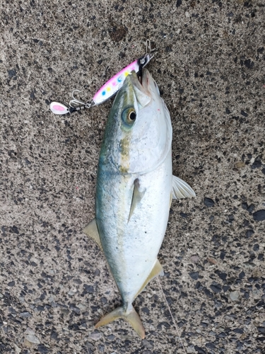 ハマチの釣果