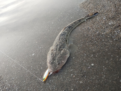 マゴチの釣果