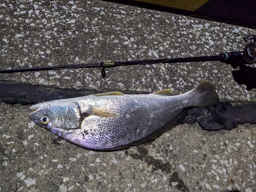 オオニベの釣果