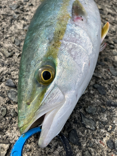 ヤズの釣果