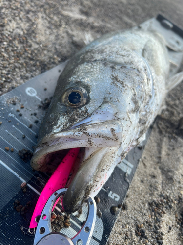 スズキの釣果