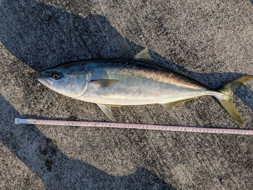 イナダの釣果