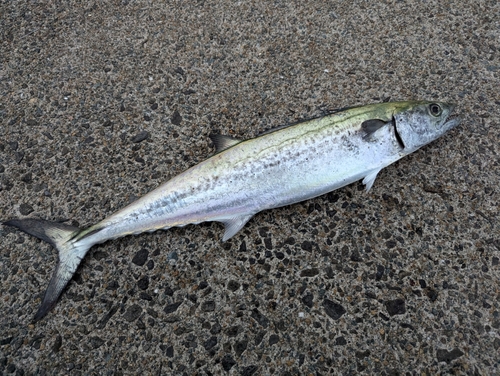 サゴシの釣果