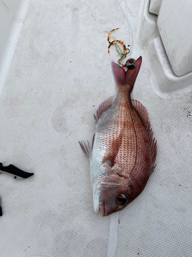 マダイの釣果