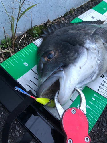 チヌの釣果