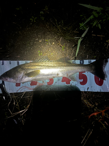 スズキの釣果