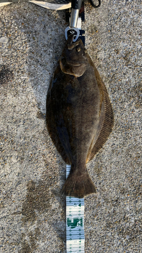 ヒラメの釣果