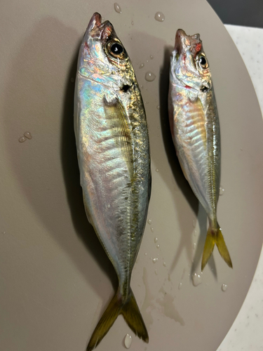 アジの釣果