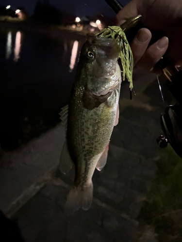 ラージマウスバスの釣果