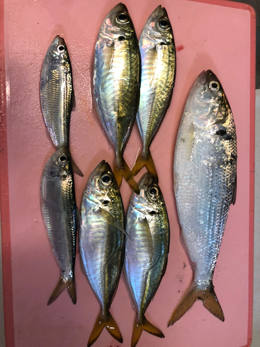 アジの釣果