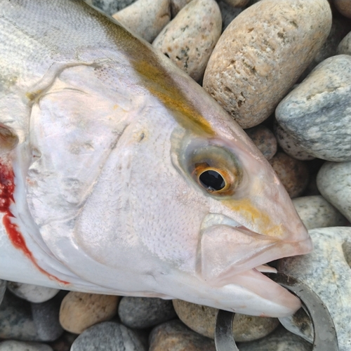 ショゴの釣果