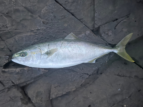 イナダの釣果