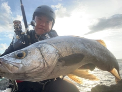 ヒラスズキの釣果