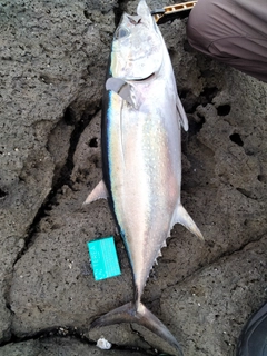 コシナガマグロの釣果