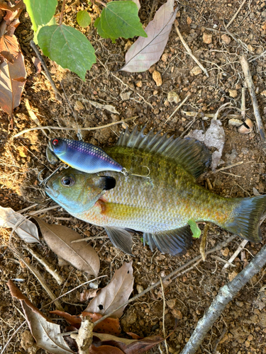 ブルーギルの釣果