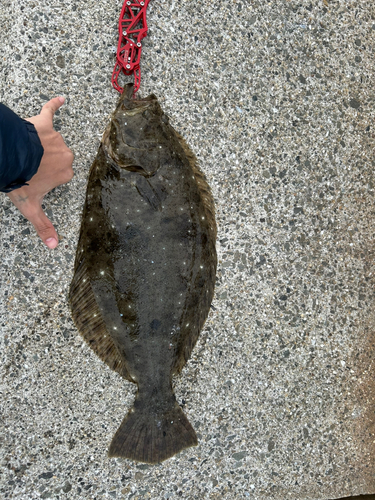 ヒラメの釣果