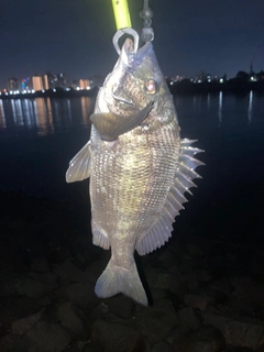 チヌの釣果