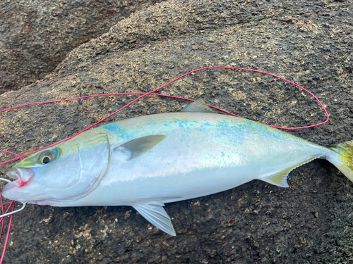 イナダの釣果