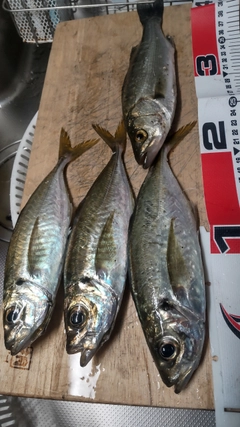 マアジの釣果