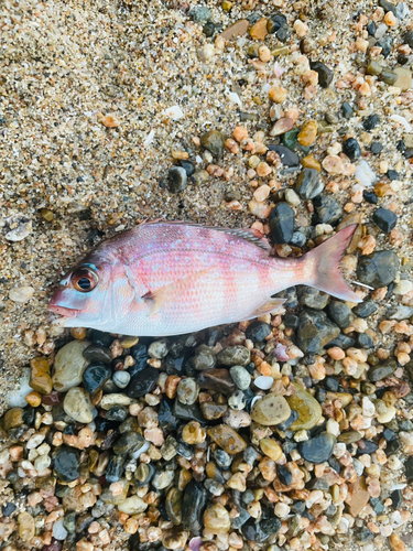 タイの釣果