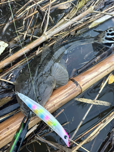 マゴチの釣果