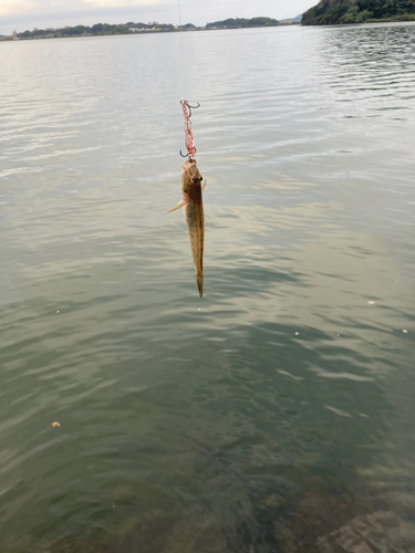 ハゼの釣果