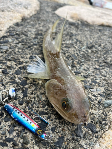 エソの釣果