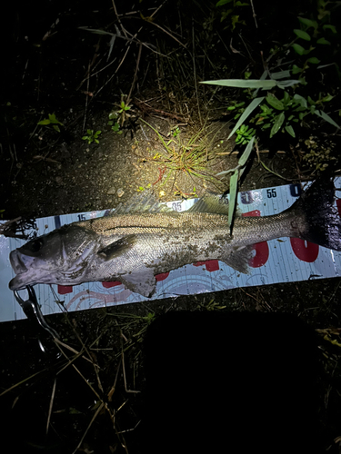 スズキの釣果