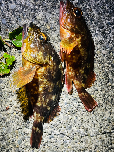 カサゴの釣果