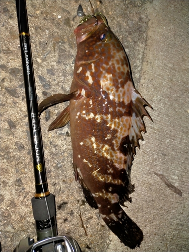 アコウの釣果