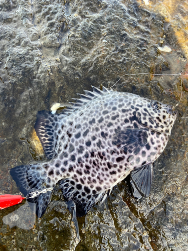 イシガキダイの釣果