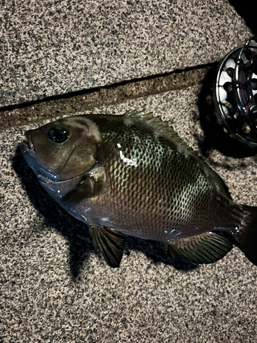 メジナの釣果